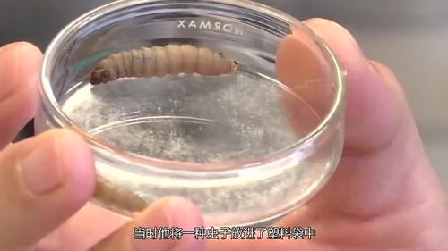 專家發(fā)現(xiàn)環(huán)境救星 吃塑膠蟲,百只12小時啃光一個塑膠袋